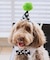 【DOG】【comif(コミフ)×ROPE' PICNIC】バースデーセット