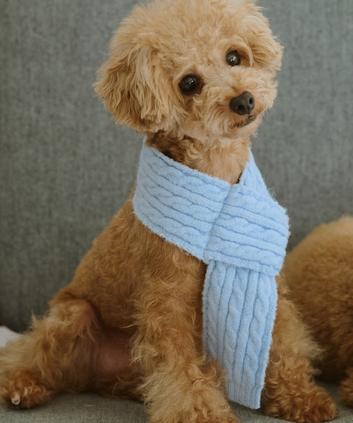 【DOG】ケーブル編みニットマフラー