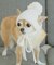 【DOG】リブ切り替えニットワッチ