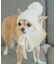 【DOG】リブ切り替えニットワッチ