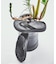 【MALIBU SANDALS/マリブサンダルズ】SURFRIDER PLATF