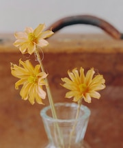 ナチュラルフラワー/暮らしに花を添えて