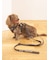 【CAT&DOG】【販路限定商品】リード