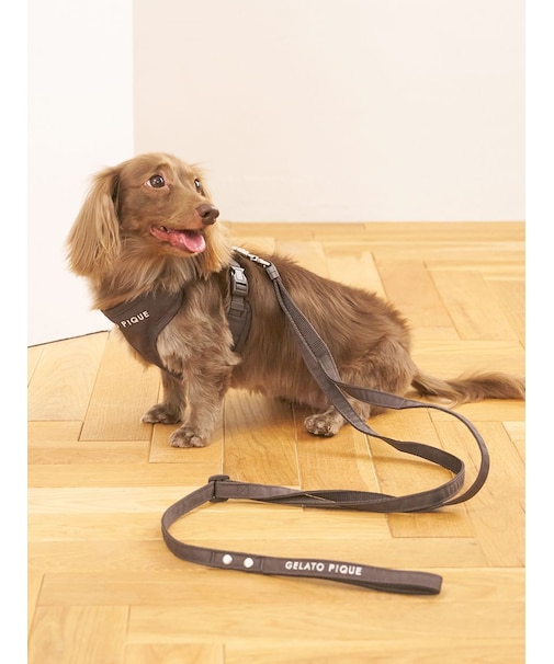 【CAT&DOG】【販路限定商品】リード