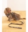【CAT&DOG】【販路限定商品】リード