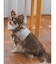 【CAT&DOG】【販路限定商品】ハーネス