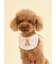【CAT&DOG】【Birthday】スムーズィーバースデースタイ