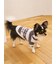 【CAT&DOG】スムーズィー２ボーダーフーディー