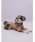 【CAT&DOG】シュナウザー柄カットソープルオーバー