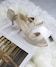 ベジュ