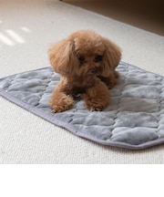 【当該商品送料無料】ペット用 パッド L 通販 犬用マット ペット用マット ペットマット ペットパッド ペット用パッド 敷きパッド マット