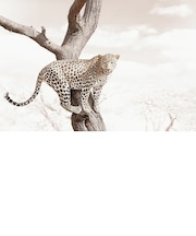 ALERT LEOPARD ARTSHOT
