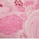 LUSH ドミニク ザ ドンキー バスボム 入浴剤 クリスマス 数量限定 ギフト プレゼント お風呂 保湿 かわいい スパイス 香り 癒やし ラッシュ 公式