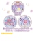 バンダイ　名探偵プリキュア！ 変身プリチューム キュアアンサー ﾌﾟﾘﾁｭｰﾑｷｭｱｱﾝｻｰ
