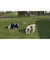 GIANTSSOFTWARE　Switchゲームソフト Farming Simulator 26： Nintendo Switch Edition HAC-P-BTY9A<br>★こちらの商品は人気商品のため、色違い・仕様違い等含め「一家族１台限り」でのご協力をお願いしております。