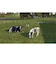 GIANTSSOFTWARE　Switchゲームソフト Farming Simulator 26： Nintendo Switch Edition HAC-P-BTY9A<br>★こちらの商品は人気商品のため、色違い・仕様違い等含め「一家族１台限り」でのご協力をお願いしております。