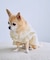 【DOG】フリルワンピース