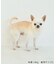 【DOG】フリルワンピース