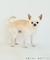 【DOG】パイピングタンクトップ