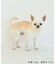 【DOG】パイピングタンクトップ