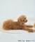【DOG】【接触冷感】リボン付きキャミワンピース