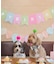 【DOG】【comif(コミフ)×ROPE' PICNIC】バースデーセット