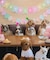 【DOG】【comif(コミフ)×ROPE' PICNIC】バースデーセット