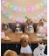 【DOG】【comif(コミフ)×ROPE' PICNIC】バースデーセット