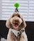 【DOG】【comif(コミフ)×ROPE' PICNIC】バースデーセット
