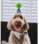 【DOG】【comif(コミフ)×ROPE' PICNIC】バースデーセット