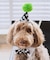 【DOG】【comif(コミフ)×ROPE' PICNIC】バースデーセット