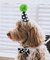 【DOG】【comif(コミフ)×ROPE' PICNIC】バースデーセット