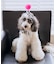 【DOG】【comif(コミフ)×ROPE' PICNIC】バースデーセット