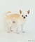 【DOG】【comif(コミフ)×ROPE' PICNIC】バースデーセット