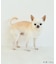 【DOG】【comif(コミフ)×ROPE' PICNIC】バースデーセット