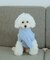 【DOG】ケーブル編みニットマフラー
