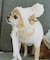 【DOG】リブ切り替えニットワッチ