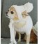 【DOG】リブ切り替えニットワッチ