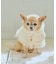 【DOG】ニットポンチョ
