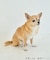 【DOG】ニットポンチョ