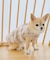 【DOG】チェック柄シャギーベスト