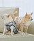 【DOG】チェック柄シャギーベスト
