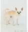 【DOG】チェック柄シャギーベスト