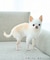 【DOG】シャーリングワンピース/リンクコーデ
