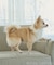 【DOG】シャーリングワンピース/リンクコーデ