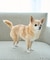 【DOG】ナイロンスリングバッグ