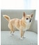 【DOG】ナイロンスリングバッグ