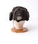 【halo commodity/ハロ コモディティー】h263-3003 Lock Flap Cap