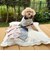 【FR PETS】マルチボーダーポロシャツ