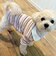 【FR PETS】マルチボーダーポロシャツ